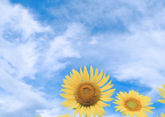夏も過ぎ・・
